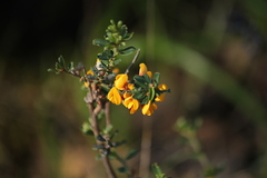 Pultenaea largiflorens