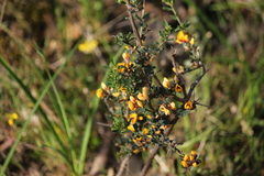 Pultenaea largiflorens