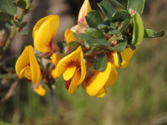 Pultenaea largiflorens