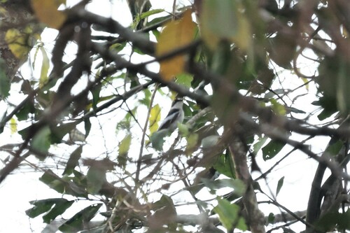 Semicollared Flycatcher (Ficedula semitorquata), photo 4