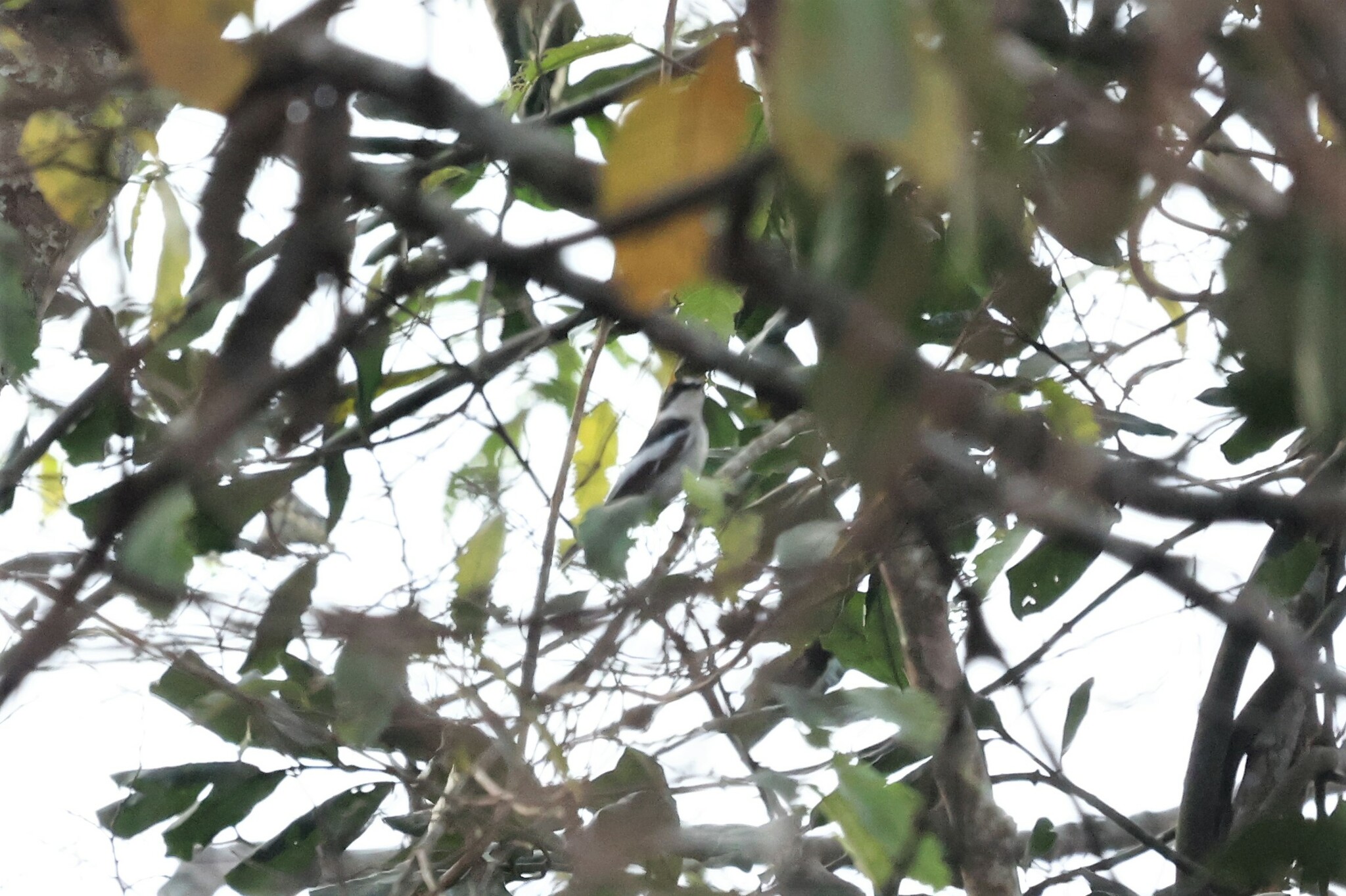 Semicollared Flycatcher (Ficedula semitorquata)
