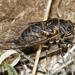 Mountain Cicada - Photo (c) Tom Murray, some rights reserved (CC BY-NC), uploaded by Tom Murray