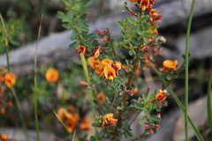 Pultenaea largiflorens