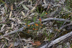 Pultenaea largiflorens