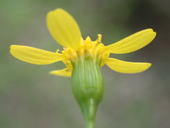 Cineraria lobata
