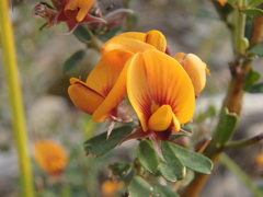 Pultenaea largiflorens