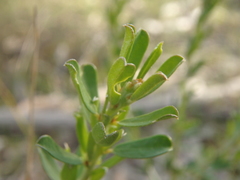 Pultenaea largiflorens