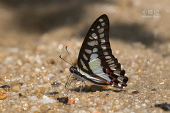 Graphium evemon