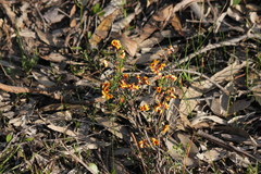 Pultenaea largiflorens