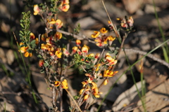 Pultenaea largiflorens