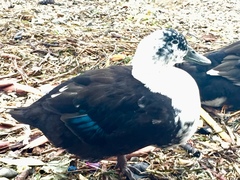 Anas platyrhynchos domesticus