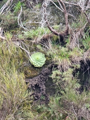 Aeonium glandulosum image