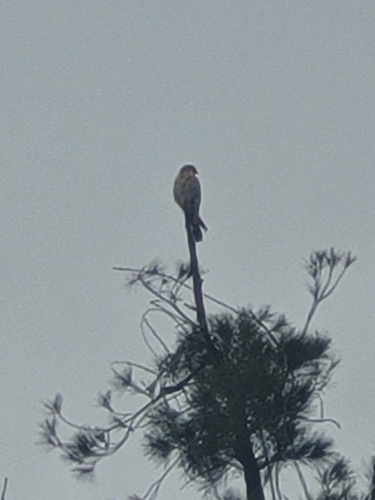 Falco sparverius image