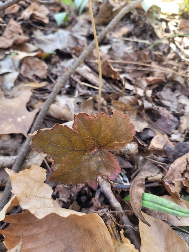 Image of Tiarella cordifolia by (c) Daniel Washburn, some rights reserved (CC BY)