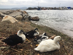 Anas platyrhynchos domesticus