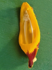 Thunbergia mysorensis image