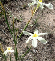 Moraea bulbillifera
