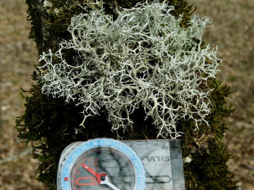 Common Antler Lichen