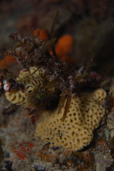 Holopsamma laminaefavosa