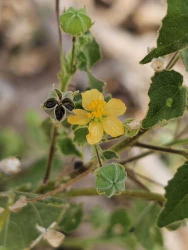 Viscid mallow (Abutilon viscosum)