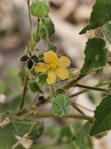 Abutilon viscosum