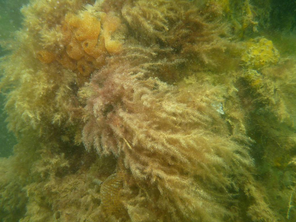 red algae from Snapper Point on October 2, 2018 at 0309 PM by Dan