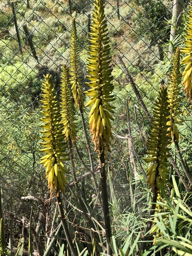 Aloe vera image