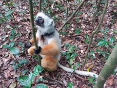 Propithecus diadema