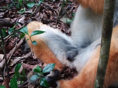 Propithecus diadema