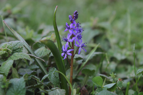 Scilla albinervis