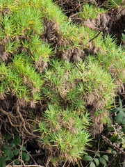 Plantago arborescens image