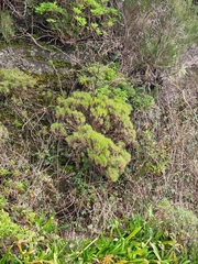 Plantago arborescens image