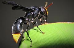 Synagris analis