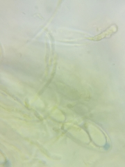 Podophacidium xanthomelum image