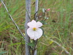 Dalechampia schippii
