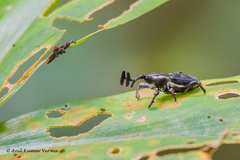 Cercidocerus lateralis