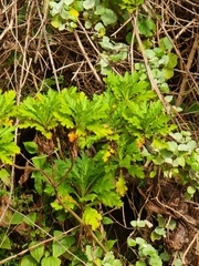 Argyranthemum pinnatifidum subsp. pinnatifidum image