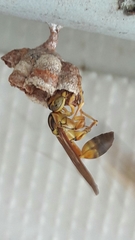 Mischocyttarus cerberus