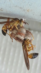 Mischocyttarus cerberus