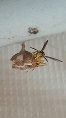 Mischocyttarus cerberus