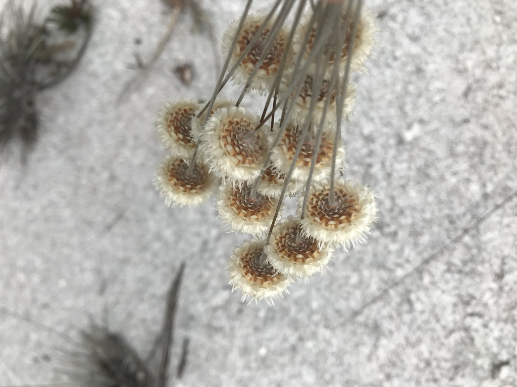 Comanthera brasiliana