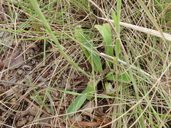 Helichrysum mixtum mixtum