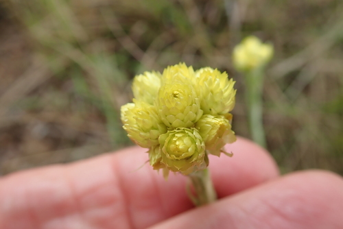 Image of Helichrysum mixtum by no rights reserved