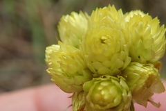 Helichrysum mixtum mixtum