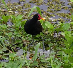 Jacana jacana hypomelaena