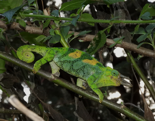 Johnston's Chameleon, Trioceros johnstoni