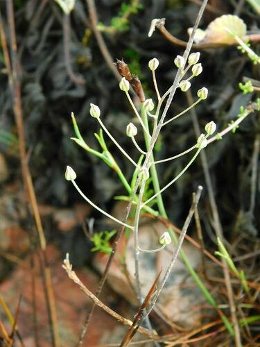 Dainty Woolseed (Eriospermum nanum)