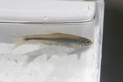 Notropis volucellus