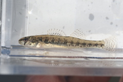 Etheostoma exile