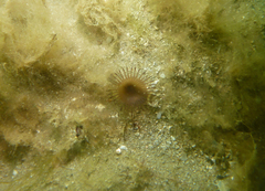 Myxicola